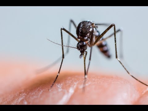 How UK Fostered Science & Development Behind MosquitoMate