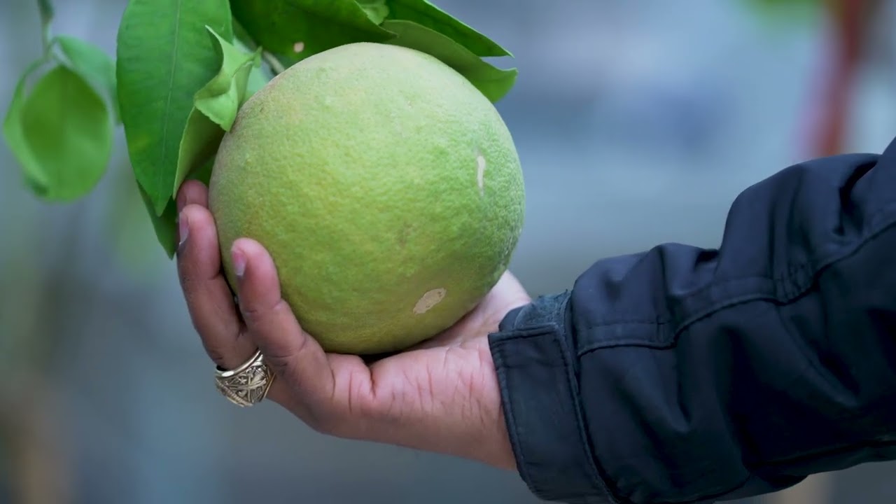 Saving Our Citrus: Addressing the Billion-dollar Global Threat of Citrus Greening