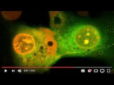 Rice University nanomachines constructed to deliver drugs, destroy diseased cells