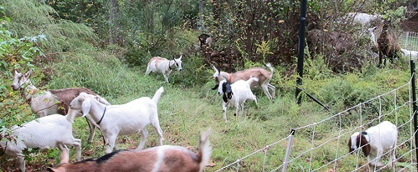 Man Deploys 18 Goats to Clean Up Detroit, But Bankrupt City Rejects Their Help