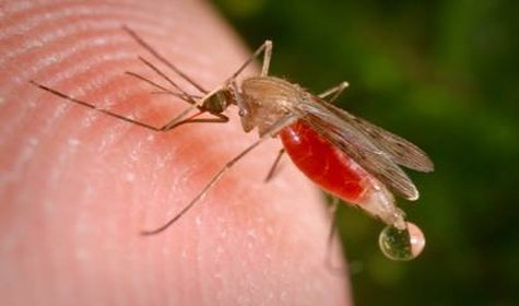 Mosquitoes with West Nile Near Austin County
