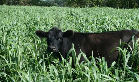 Prussic Acid in Beef Cattle