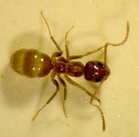 Tawny crazy ant (Texas A&M AgriLife Extension Service photo courtesy Dr. Bill Ree)