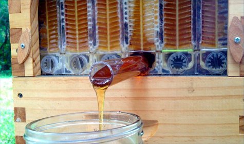 A New Beehive That Automatically Extracts Honey Without Disturbing The Bees [VIDEO]