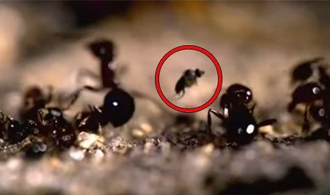 Fire Ants Natural Enemy, The Phorid Fly, Has Come To Texas [VIDEO]