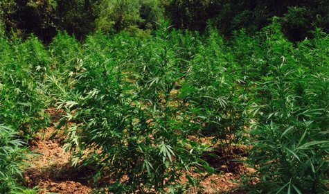 Austin County Sheriff & DEA Shutdown Marijuana Growing Site In Austin County