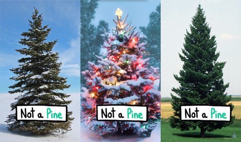 Guess What?  Your Christmas Tree Probably Isn’t A Pine [VIDEO]