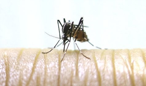 AgriLife Extension Offers Tips For Avoiding Zika