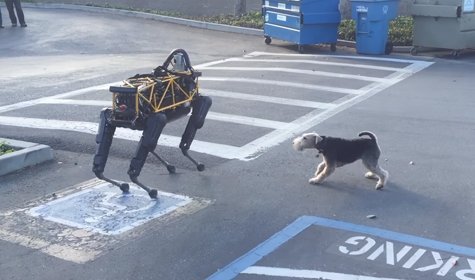 Google Releases Its Robotic Dog In The Wild, Leads To The Following “Close Encounter” [VIDEO]