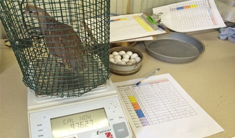 AgriLife Research Investigators Study Effects Of Aflatoxins On Quail Reproduction [VIDEO]