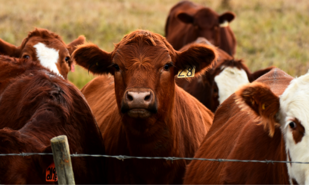 Record Beef Prices Continue as Low Cattle Supply Meets Strong Consumer Demand